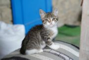 Krótkie cytaty o kotach – 230 cytatów do zdjęć na social media